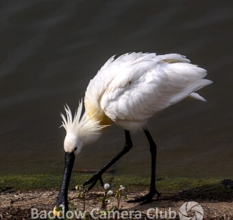 "Spoonbill on the Shore" by Jon - POTY Image of the Night, October 2025 - Judged by Harold Mousley "Spoonbill on the Shore" by Jon - POTY Image of the Night, October 2025 - Judged by Harold Mousley