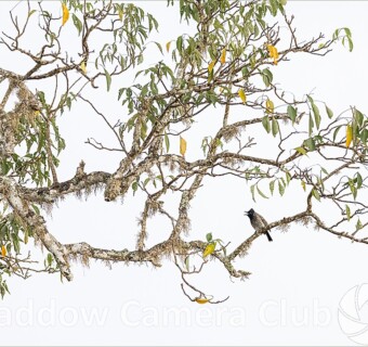 "Minimal Chorus" by Tracy - POTY Image of the Night, Sept 2025 - Judged by Caroline Preece "Minimal Chorus" by Tracy - POTY Image of the Night, Sept 2025 - Judged by Caroline Preece