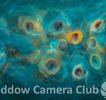 "Fishy Fish" by Karen - POTY Image of the Night, February 2025 - Wildlife Round, Judged by Scott Johnson "Fishy Fish" by Karen - POTY Image of the Night, February 2025 - Wildlife Round, Judged by Scott Johnson